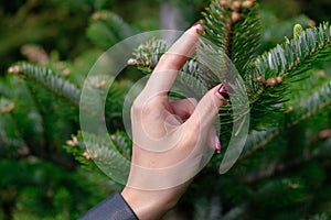 Young woman`s hand holding fir tree branch with little buds on it - soft focus