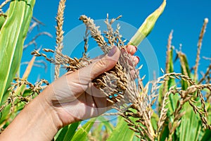 Young woman's hands hold spikelets or panicles located on top of a corn plant in a field. Looking up