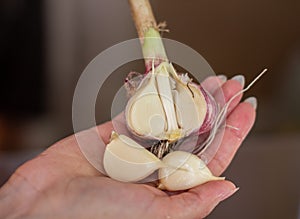 Young woman`s hands peel fresh garlic head