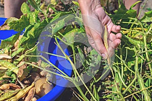 Young woman's hands tear dry, ripe beans and put in a blue bowl. Farmer working in soybean field. Harvest ready soy pods in farme