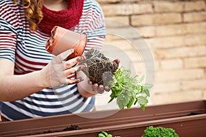 Young woman's hands transplanting mint