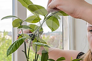 Young woman scissors cut lemon home plant