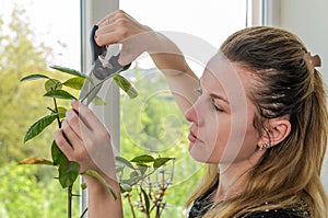 Young woman scissors cut lemon home plant