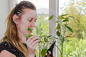 Young woman scissors cut lemon home plant