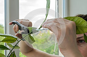 Young woman scissors cut lemon home plant