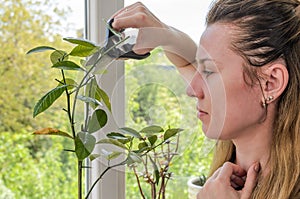 Young woman scissors cut lemon home plant