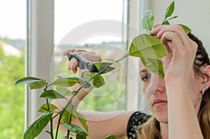 Young woman scissors cut lemon home plant