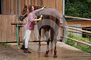 Young woman in shirt cleaning brown horse after washing with sweat scraper