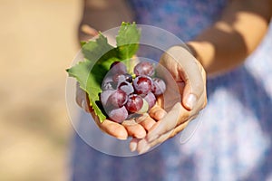 The young woman shows a heap of red grapes harvested by herself in a red grapes vineyard. obiological concept id