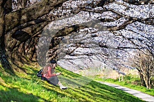 Young woman sitting in cherry blossom garden on a spring day. Row cherry blossom trees in Kyoto, Japan