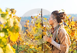 Young woman smelling leafs in autumn vineyard