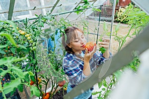 Young woman sniffing just picked ripe red beef tomato in green house farm. Harvest of tomatoes. Urban farming lifestyle. Growing