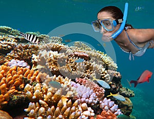 Young woman snorkeling in the Great Barrier Reef Queensland Aus