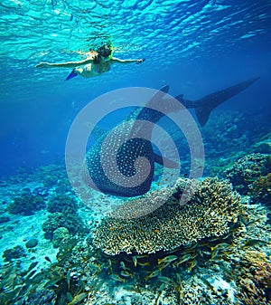 Young woman snorkeling with whale shark.