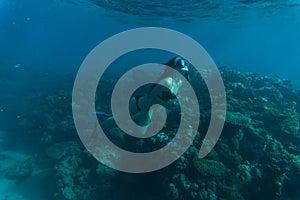 Young woman snorkling under water sea reef and coral. Summer vocation.