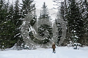 A young woman snowshoeing through the forests of Fernie Mountain Provincial Park, British Columbia, Canada