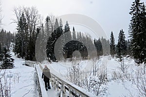 A young woman snowshoeing through the forests of Fernie Mountain Provincial Park, British Columbia, Canada photo