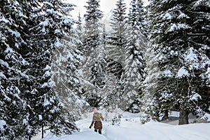 A young woman snowshoeing through forests of Island Lake in Fernie, British Columbia, Canada. A majestic winter background