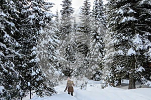 A young woman snowshoeing through forests of Island Lake in Fernie, British Columbia, Canada. A majestic winter background photo