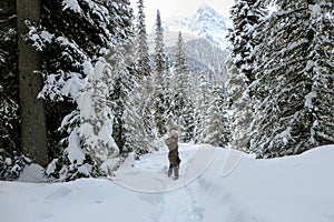 A young woman snowshoeing through forests of Island Lake in Fernie, British Columbia, Canada. photo