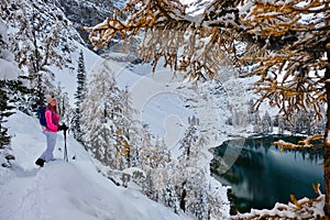 Young woman snowshoeing in Lake Louise area among yellow larch trees covered with fresh snow.