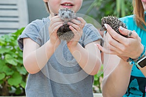 Young woman with son playing with hedgehog baby