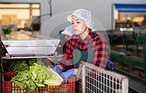 Young woman sorts Peking cabbage from crates