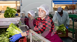 Young woman sorts Peking cabbage from crates