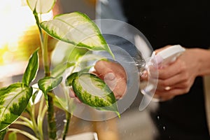 Young woman spraying Dieffenbachia plant, closeup. Engaging hobby