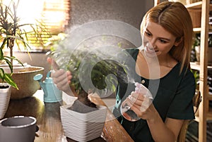 Young woman spraying ficus plant. Engaging hobby