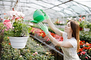 A young woman stands in the middle of a large greenhouse and pours pots from a watering can. The concept of caring for houseplants