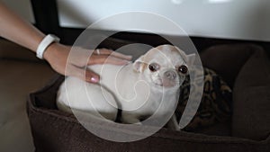 Young woman stroking a chihuahua close-up. Little miniature puppy lies on the dog bed. Girl hand strokes and scratching