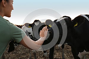 Young woman stroking cow on farm, closeup. Animal husbandry