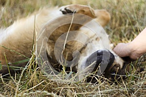 A young woman stroking a dog. The happy animal rejoices, the concept of love and friendship