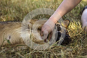 A young woman stroking a dog. The happy animal rejoices, the concept of love and friendship