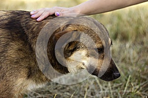 A young woman stroking a dog. The happy animal rejoices, the concept of love and friendship. Blured