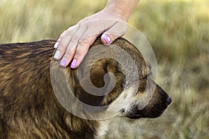 A young woman stroking a dog. The happy animal rejoices, the concept of love and friendship. Blured