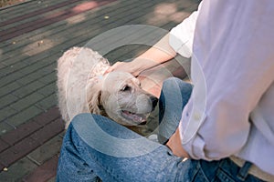 Young woman stroking elderly dog during walk in park