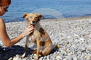 Young woman stroking the neck of ginger wet dog on pebble beach that looks at the camera