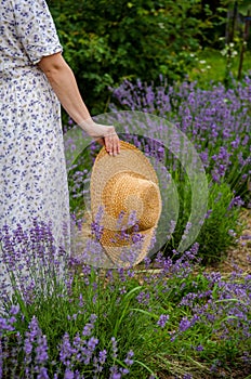 Young woman in summer dress walks in lavender garden in summer, holding straw hat in her hands