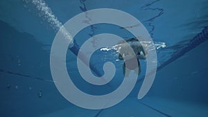 Young woman swimming breaststroke in swimming pool underwater view