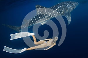 Young woman swimming with Whale shark in blue ocean. Silhouette of giant shark underwater and beautiful lady