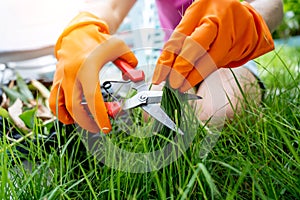 A young woman takes care of the garden and cutting grass