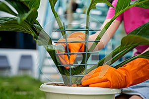 A young woman takes care of the garden and tying up plants