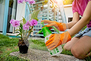 A young woman takes care of the garden, waters, fertilizes and prunes plants