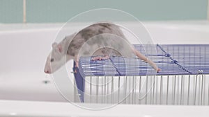 A young woman takes care of a pet, washes a pan under the tap with water and cleans the cage in the bathroom, a rodent