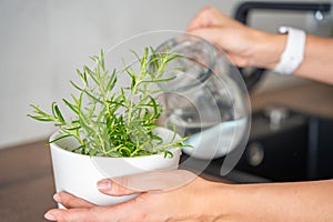 Young woman takes care and waters of rosemary in a flower pot in the kitchen. Growing fresh greens at home for eating