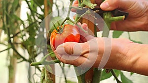 a young woman takes a close-up of a large red ripe tomato from a branch in a greenhouse.