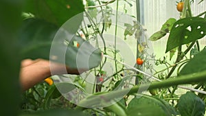 a young woman takes a close-up of a large red ripe tomato from a branch in a greenhouse.