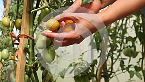 a young woman takes a close-up of a large red ripe tomato from a branch in a greenhouse.